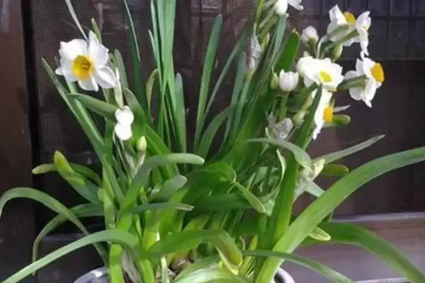 水仙花怎么养？养殖水仙花要掌握哪些关键的养护方法和管理要点？插图5