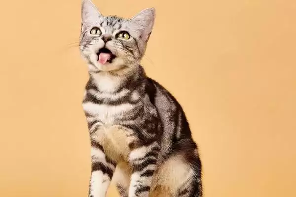 猫咪爱发脾气怎么处理好 ,猫咪发脾气可采取何措施插图3