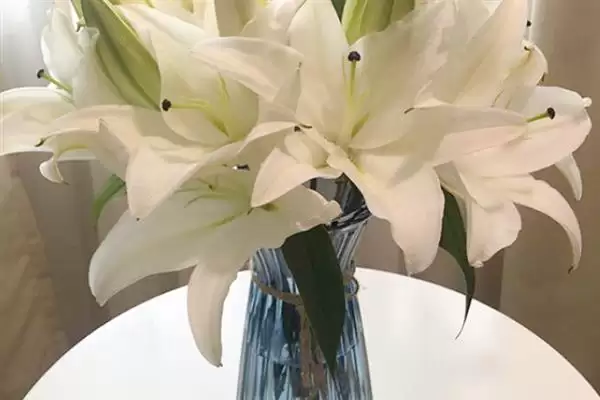 图片[6]-鲜切百合花苞太生的处理方法和要点？处理鲜切百合花苞问题需注意什么？-会东网