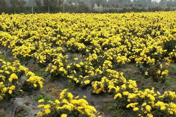 菊花的养殖环境 ,菊花喜欢在怎样的环境中生长呢？插图1