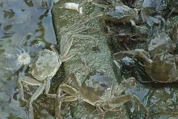 螃蟹塘里龙虾处理方法:物理捕捉的实用技巧插图2 螃蟹塘里龙虾处理方法:物理捕捉的实用技巧插图2