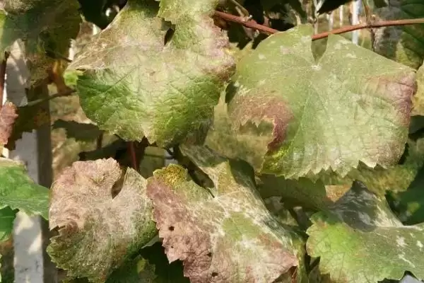 葡萄白粉病症状及防治：叶片卷缩、叶脉变黑的应对方法插图1