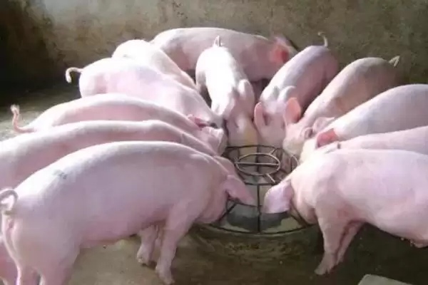 在无非洲猪瘟地区养生猪的方法和重点?养猪要做好哪些常规防疫细节?插图3 在无非洲猪瘟地区养生猪的方法和重点?养猪要做好哪些常规防疫细节?插图3