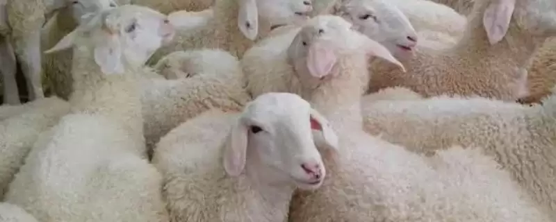 羊痘在什么部位能看到,主要在羊皮肤无毛或少毛部位发生-会东网