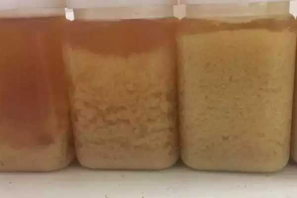 图片[5]-暴晒蜂蜜结晶是否会融化，晒后一般可恢复成液体状-会东网