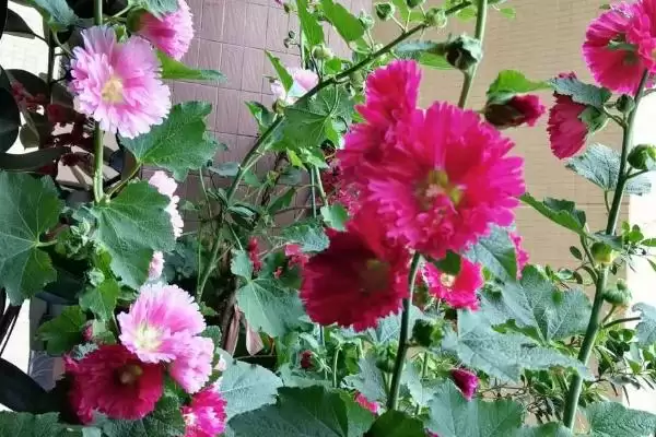 图片[3]-修剪盆栽芙蓉花的方法和重点？修剪盆栽芙蓉花要做好哪些细节？-会东网