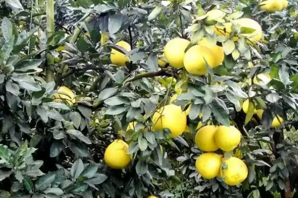 蜜柚为什么会出现药害及怎么补救 ,蜜柚药害因药质差、浓度高等可补救插图1 蜜柚为什么会出现药害及怎么补救 ,蜜柚药害因药质差、浓度高等可补救插图1