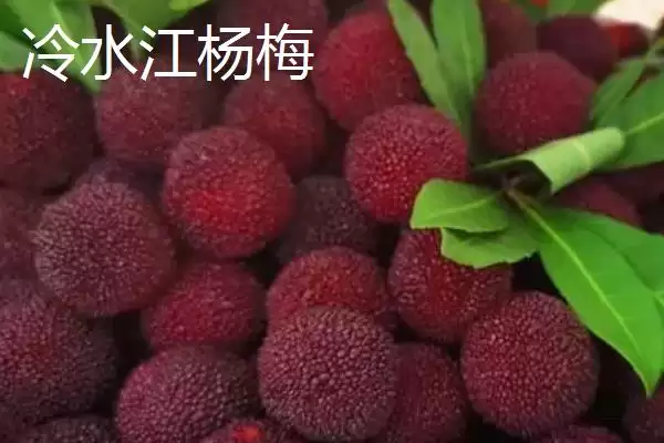 图片[3]-湖南冷水江市的特产，冷水江杨梅大如蛋-会东网