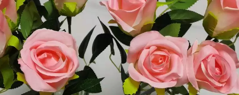 老婆生日的送花选择 ,送老婆生日花选玫瑰有何寓意？-会东网
