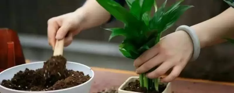 秋季换花盆的技巧与时机：养护跟上亦可换盆的要点-会东网