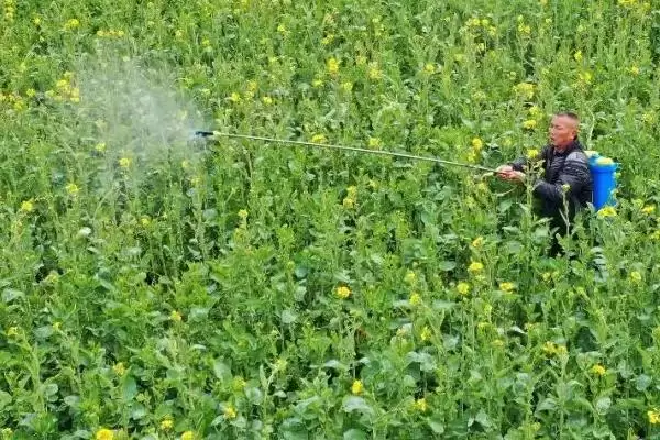 油菜叶色不正常的原因和解决方法,不同原因导致解决方法不同插图2 油菜叶色不正常的原因和解决方法,不同原因导致解决方法不同插图2