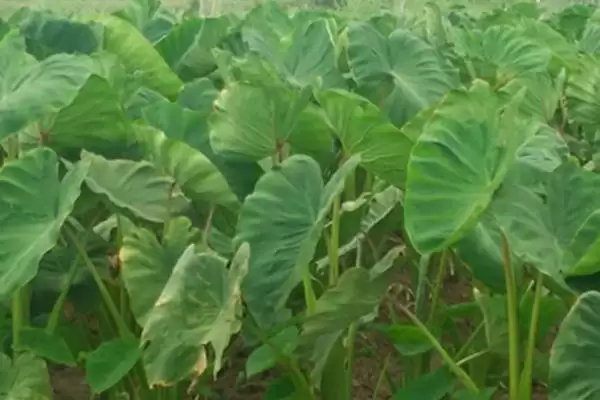 图片[4]-种植芋头的注意事项和重点？种植芋头要留意哪些关键问题？-会东网