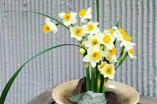 水仙花怎么养？养殖水仙花要掌握哪些关键的养护方法和管理要点？插图1