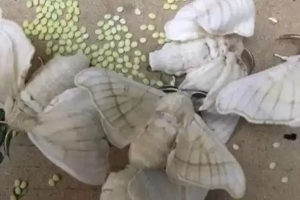 图片[10]-养蚕注意事项的方法和重点？养蚕注意事项要做好哪些细节？-会东网