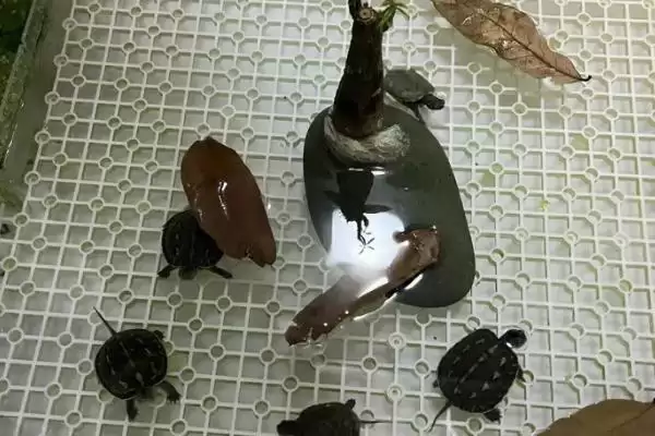 图片[2]-探寻养龟不能养双原因的方法和重点？探寻养龟不能养双原因要做好哪些细节？-会东网