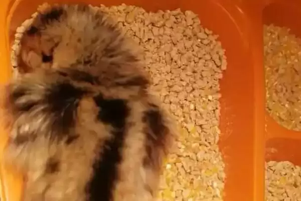 让小鸡快速睡着的方法和重点?养鸡要做好哪些养殖环境安抚?插图1 让小鸡快速睡着的方法和重点?养鸡要做好哪些养殖环境安抚?插图1