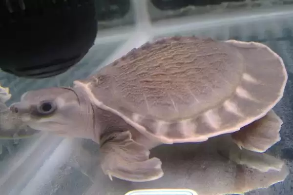 了解猪鼻龟寿命的方法和重点？养猪与周边水生生物养殖有哪些关联细节？插图2