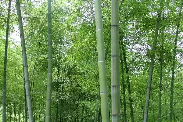 图片[6]-竹子种植成本的核算和要点？种植竹子成本计算需关注哪些？-会东网