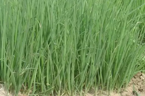 雨天喷药防治葱锈病的方法和重点？养猪场周边作物病害防治有哪些细节？插图1