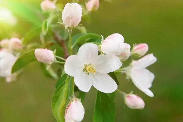 苹果树光长条不开花怎么解决,需要将生长过长的枝条进行短截处理插图2 苹果树光长条不开花怎么解决,需要将生长过长的枝条进行短截处理插图2