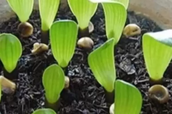 君子兰一叶苗的挑选方法 ,挑选君子兰一叶苗看什么特征？插图6