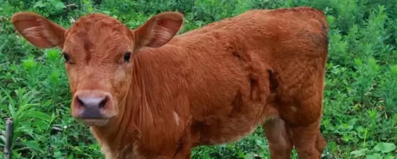 牛犊通便有妙招:开塞露或灌服积食太保的正确使用-会东网