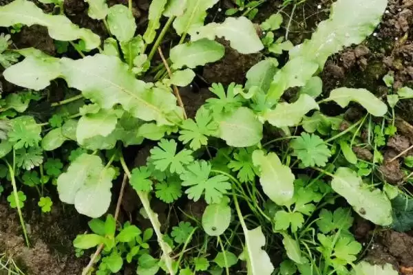图片[2]-农村热门种植项目大集合：野菜、玫瑰、灵芝等的致富之路-会东网