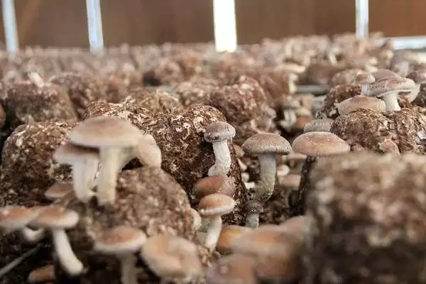 图片[3]-种植香菇注水后闷棚的时间和要点？种植香菇闷棚需注意什么？-会东网