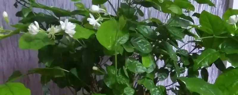 茉莉具有什么样的风水寓意呢 ,茉莉代表提升气运、招财聚财等风水寓意插图 茉莉具有什么样的风水寓意呢 ,茉莉代表提升气运、招财聚财等风水寓意插图