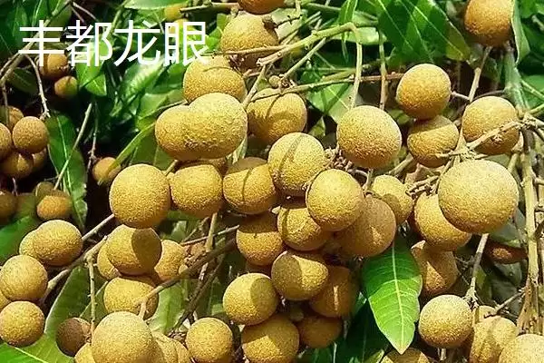 了解重庆市丰都县特产的方法和重点?养猪与当地特产产业有哪些关联细节?插图5 了解重庆市丰都县特产的方法和重点?养猪与当地特产产业有哪些关联细节?插图5