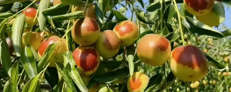 冬枣产地大搜罗:山西、河北、山东等地种植特点插图 冬枣产地大搜罗:山西、河北、山东等地种植特点插图