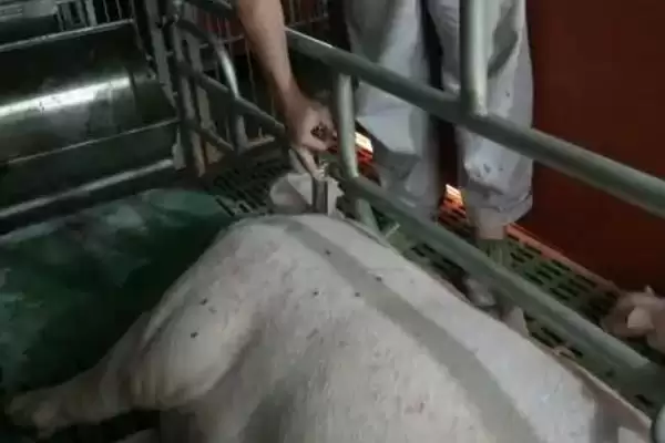 母猪产后不吃食应该怎么办呢,母猪产后不吃食需依实际情况采取措施插图6