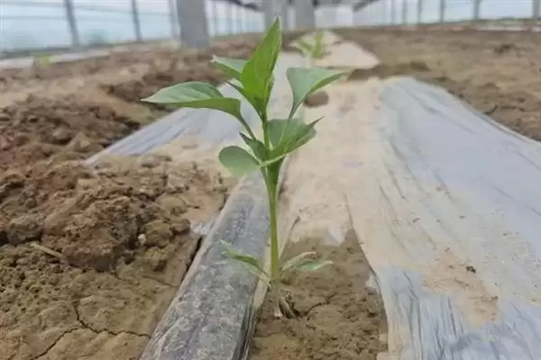 辣椒适龄壮苗的生育期 ,辣椒春季育苗为何需 70-100 天?插图2 辣椒适龄壮苗的生育期 ,辣椒春季育苗为何需 70-100 天?插图2