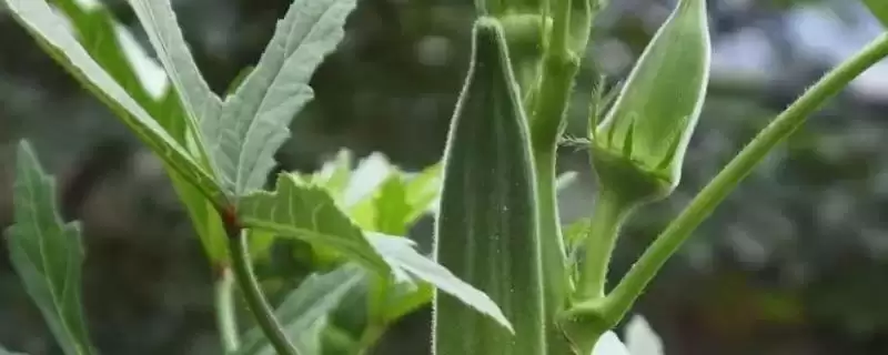 秋葵生长条件解析：充足光照时长对秋葵的重要性-会东网