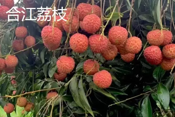 图片[8]-四川泸州市的特色水果？了解四川泸州市特色水果要知晓哪些地域特产信息？-会东网