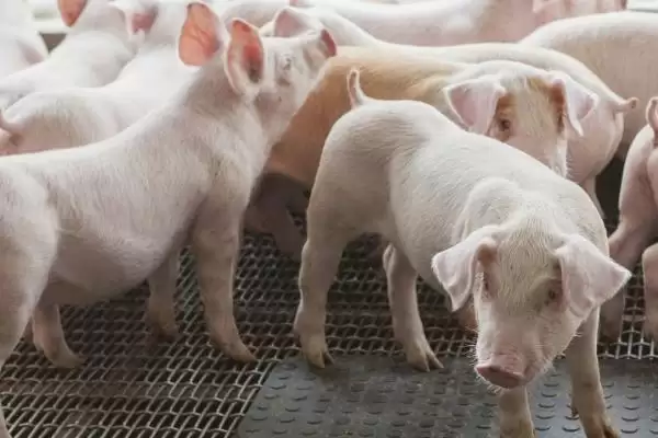 防治猪高热病的方法和重点？养猪要做好哪些疫病防控关键细节？插图2