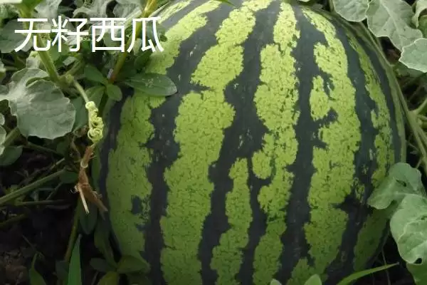 介绍西瓜常见品种的方法和重点？认识西瓜常见品种要做好哪些细节？插图2