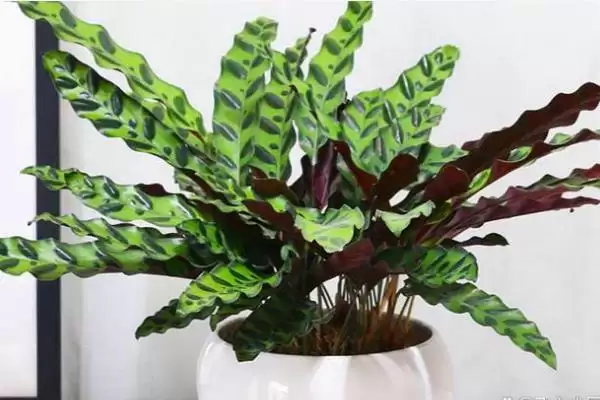 猫眼竹芋要怎么进行养殖呢 ,猫眼竹芋养殖温度保持 20-30℃插图1 猫眼竹芋要怎么进行养殖呢 ,猫眼竹芋养殖温度保持 20-30℃插图1