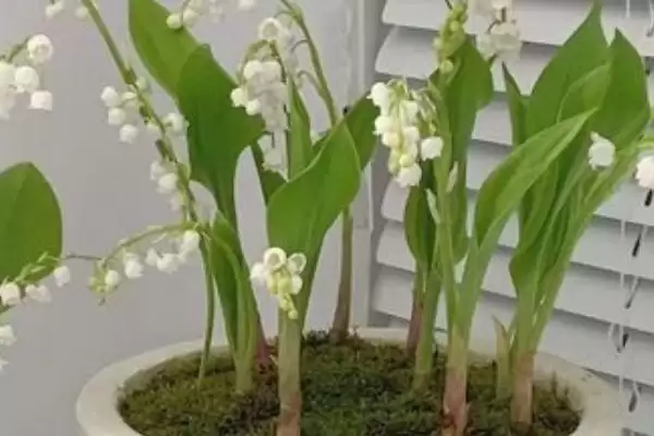 铃兰花苗的价格影响因素 ,铃兰花苗价格因规格如何变化?插图8 铃兰花苗的价格影响因素 ,铃兰花苗价格因规格如何变化?插图8