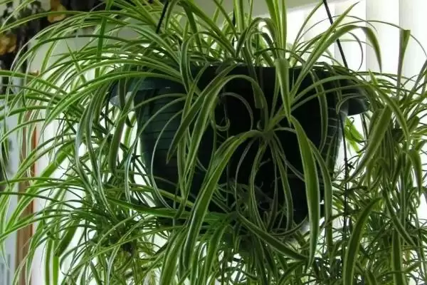图片[5]-卫生间适合放什么小盆植物？选择卫生间摆放小盆植物要考虑哪些环境和养护要点？-会东网