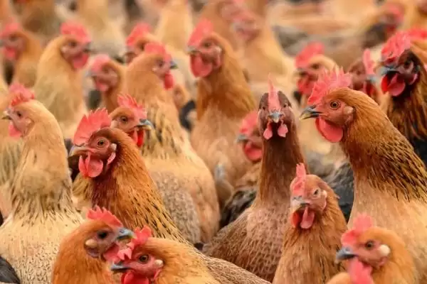 了解养鸡需办手续流程的方法和重点?养鸡要做好哪些开办手续办理?插图1 了解养鸡需办手续流程的方法和重点?养鸡要做好哪些开办手续办理?插图1