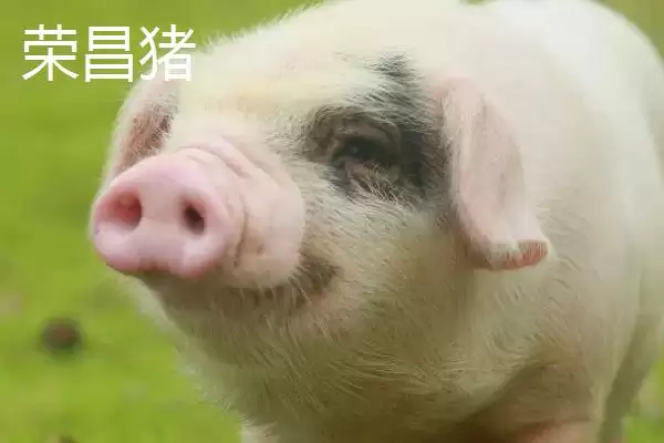 了解重庆市丰都县特产的方法和重点?养猪与当地特产产业有哪些关联细节?插图7 了解重庆市丰都县特产的方法和重点?养猪与当地特产产业有哪些关联细节?插图7