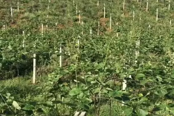 图片[2]-猕猴桃管理技术有哪些关键要点 ,猕猴桃 4 月时一定要进行摘心操作-会东网