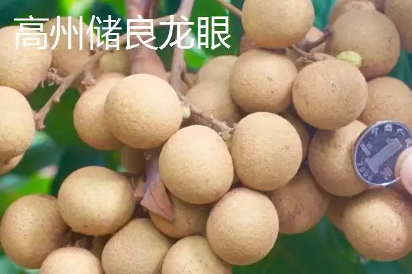 图片[2]-广东省高州市的特产，储良龙眼是著名优良品种-会东网