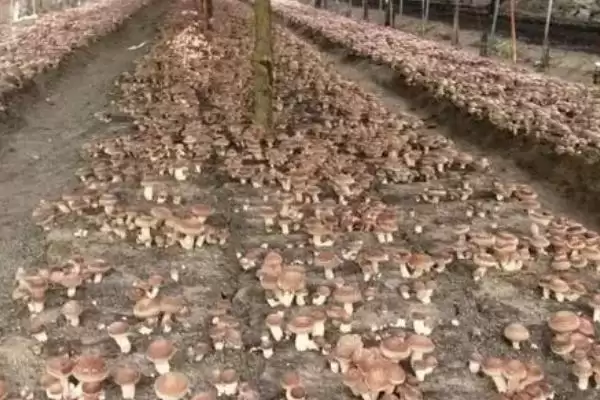 图片[3]-香菇品质的关键因素：水分、光照、温度如何把控？-会东网