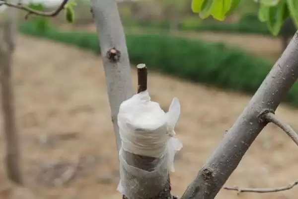 图片[2]-柿树的嫁接成活率怎么提高？提高柿树嫁接成活率要掌握哪些技巧？-会东网