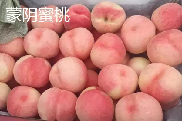 山东临沂市的特色水果,包括蒙阴蜜桃、大店草莓、蒙阴苹果等品种插图1 山东临沂市的特色水果,包括蒙阴蜜桃、大店草莓、蒙阴苹果等品种插图1