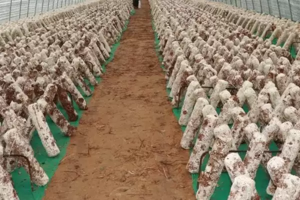 图片[4]-香菇品质的关键因素：水分、光照、温度如何把控？-会东网