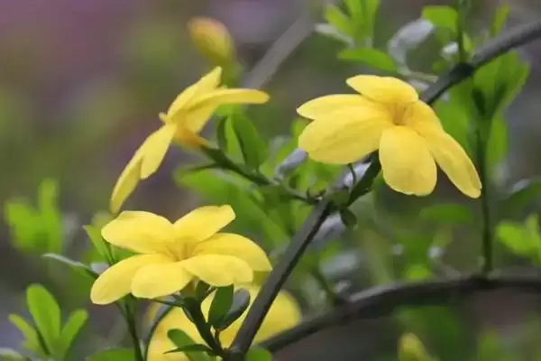 图片[9]-认识好看花卉的方法和重点？认识好看花卉要做好哪些细节？-会东网