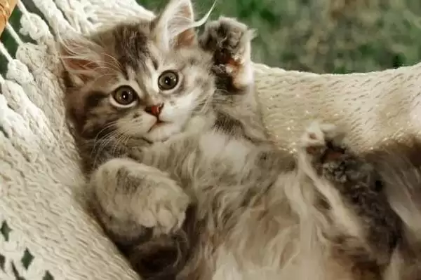 猫咪为什么喜欢抓蟑螂呢 ,昆虫对猫咪有天然吸引力致抓蟑螂插图2 猫咪为什么喜欢抓蟑螂呢 ,昆虫对猫咪有天然吸引力致抓蟑螂插图2